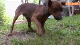 Карликовый пинчер. Породы собак. Dog breeds, funny, funny cats and dogs