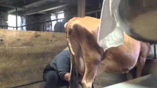 milking and singing