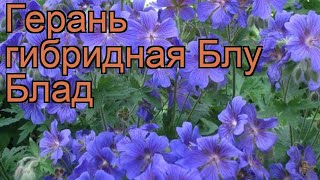 Герань гибридная Блу Блад ? обзор: как сажать, рассада, саженцы герани Блу Блад