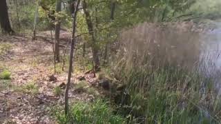 LUSATIAN SONGS - Lusatia Rakecy - Tomaš Kappa - Ralph Thomas Kappler - Rjana Łužica - Hebrew Song