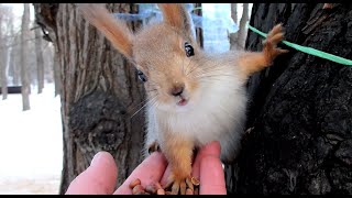 Давно не видел бельчонка, а он совсем исхудал / A familiar young squirrel has lost a lot of weight