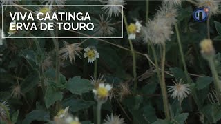 Viva Caatinga! Erva de Touro