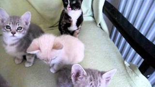 8 Australian Mist kittens and 2 Cornish Rex kittens