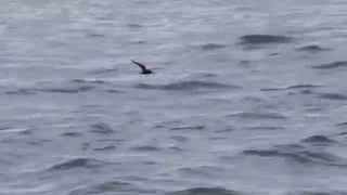 Black Noddy in Flight in Taiwan (台灣三仙台-黑玄燕鷗) 1