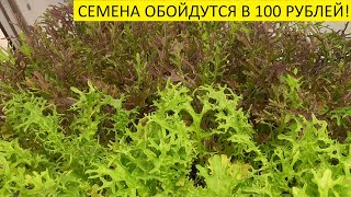 ПОРА СЕЯТЬ ЗЕЛЕНЬ К НОВОГОДНЕМУ СТОЛУ 2021 ГОДА! 