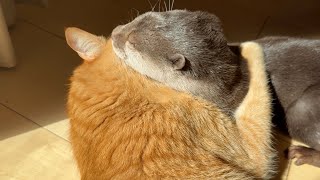 猫に自慢した結果、抱き締めの刑で返り討ちにされてしまうカワウソ otter is hugged and turned back as a result of showing off to a cat