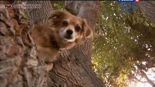 Собака, лазающая по деревьям