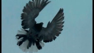 Николаевские торцовые голуби (Nikolajevski pigeons, Tucheresi, الحمام, gołębie)