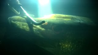 "Крокодилы" Шушпанского водохранилища. Подводная охота октябрь 2016.