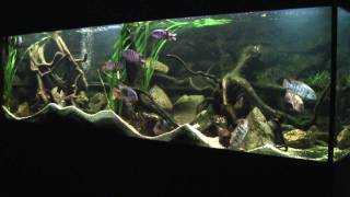 Het Aquarium van Tom Mulders