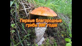 Первые благородные грибы 2017 года.