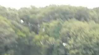 T-Rex４５０サイドフリップⅡ