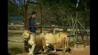 Kevin Richardson - Lioness Mag swim with the Lionwhisperer