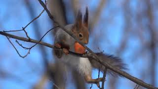 Зарисовка с молодой голодной белкой / A sketch with a young hungry squirrel