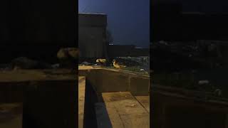 DUCK MATING WHILE TIME LAPSE