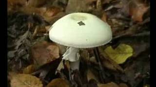 Agaricus silvicola - Prataiolo di bosco
