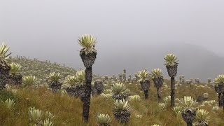 Importancia de los Páramos para la Conservación del Agua - TvAgro por Juan Gonzalo Angel