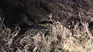 Leopards Mating
