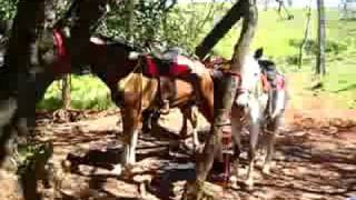 Marilyn in Costa Rica watching a horse pee