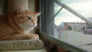 Cat talking to Birds