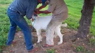 Goat Slaughter [*GRAPHIC*]
