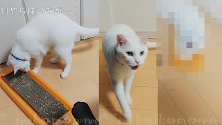 うちの猫はおばかor天才？爪とぎの使い方がちょっと違った