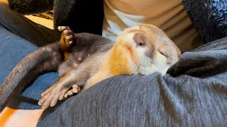 カワウソさくら 寄ってきたから匂い嗅いだら逃げずに妙な反応された otter that reacts interestingly when you smell it