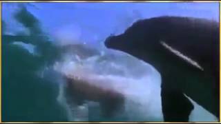 Power of Allah / God - The Dog and Dolphine