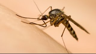 Mozi Q: Do natural mosquito repellents work? (CBC Marketplace)