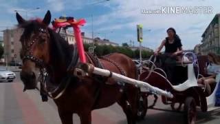 ВЛОГ/Конная версия/конный/ОСЁЛ ОСЛИЦА ЛОШАДЬ КОНЬ/Отряд самоубийц..Тайная жизнь домашних животных