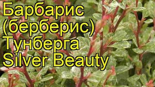 Барбарис тунберга Сильвер Бьюти. Краткий обзор, описание berberis thunbergii Silver Beauty
