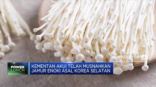 Jamur Enoki Asal Korea Selatan Telah Dimusnahkan Kementan