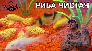 Риба чистач. Най-важната и полезна рибка във всеки аквариум !