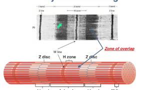 Muscle Fiber Structure