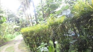 Kohsang Pahnkoamou PNI song