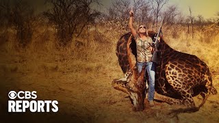 Trophy hunting: Killing or conservation?