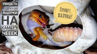 Геккон мило снимает свою кожу. Линька эублефара. Самораспаковка ящерки АСМР