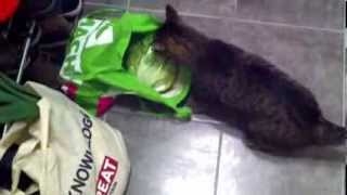 Cat eats salad