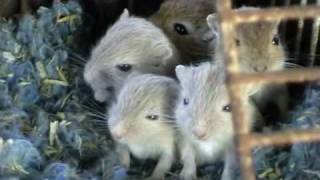 Mongol futóegerek - Meriones unguiculatus