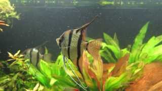Acuario comunitario plantado de 450 litros (10/11/13)
