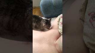 Кошка лижет потную подмышку! Смотреть всем!