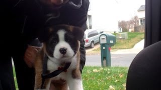 Raising Keiko Ep1: Sick Day