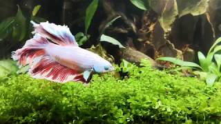 10 Minutes of RELAXING MINDFULLNESS MEDITATION with FISH