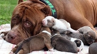 Симпатичные щенки Питбуля - Смешные Собаки и смешной щенок видео сборник