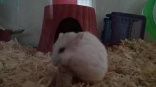 Hamster swing.