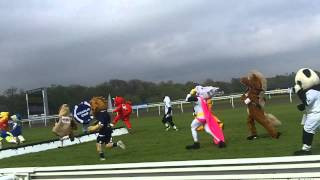 New Slang Zebra in the Mascot Derby