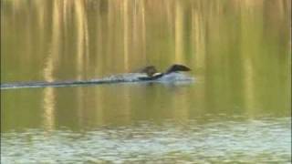 STORLOM  Black-throated Loon  (Gavia arctica)  Klipp - 155