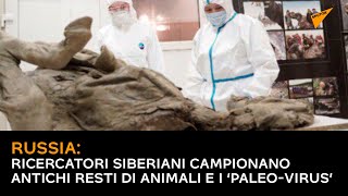 Russia:Ricercatori siberiani campionano antichi resti di animali e i ‘paleo-virus’