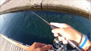 Spin Passion Capri: REINS bait
