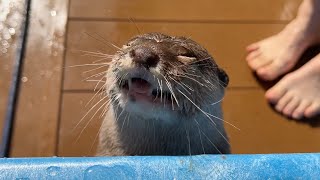 流しそうめんをカワウソとカワウソバージョンでやってみた！ I did the otter and kawauso version of noodles served flowing!